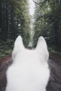 Wolf Looking Down a Path