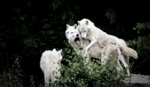 Pack of Wolves Playing