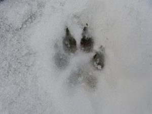 Pawprint in the Snow