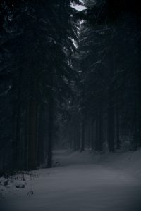 Forest in the Winter